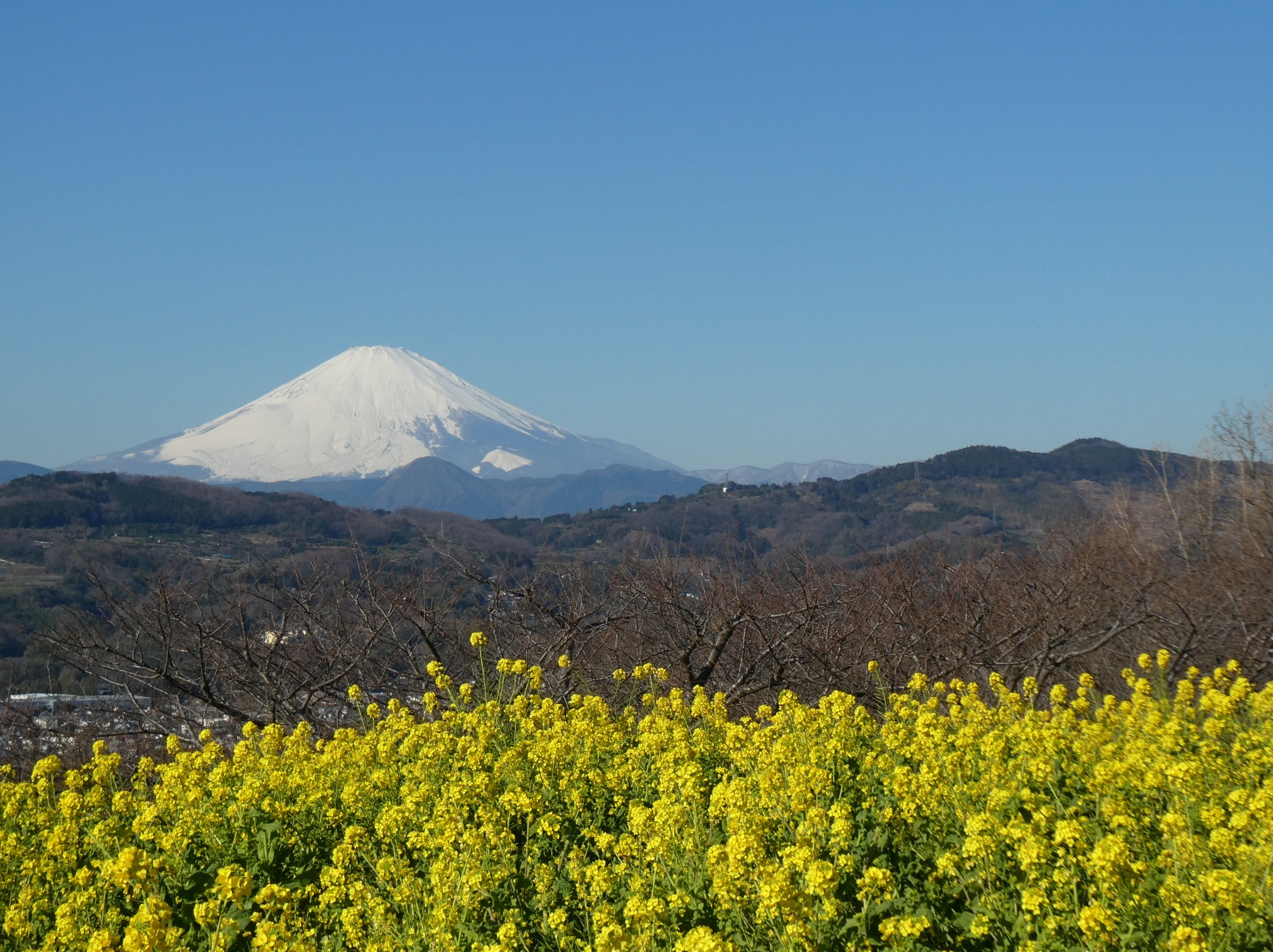 吾妻山の菜の花1