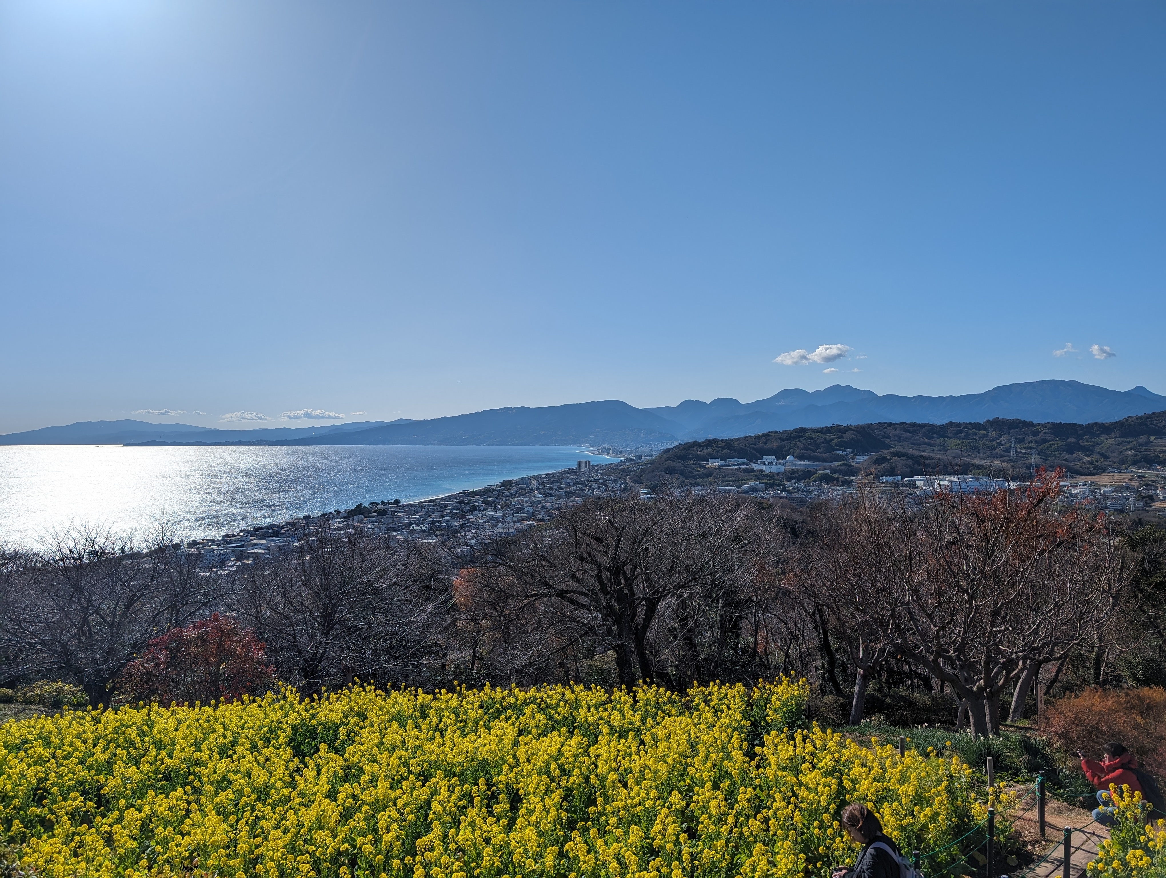 吾妻山の菜の花