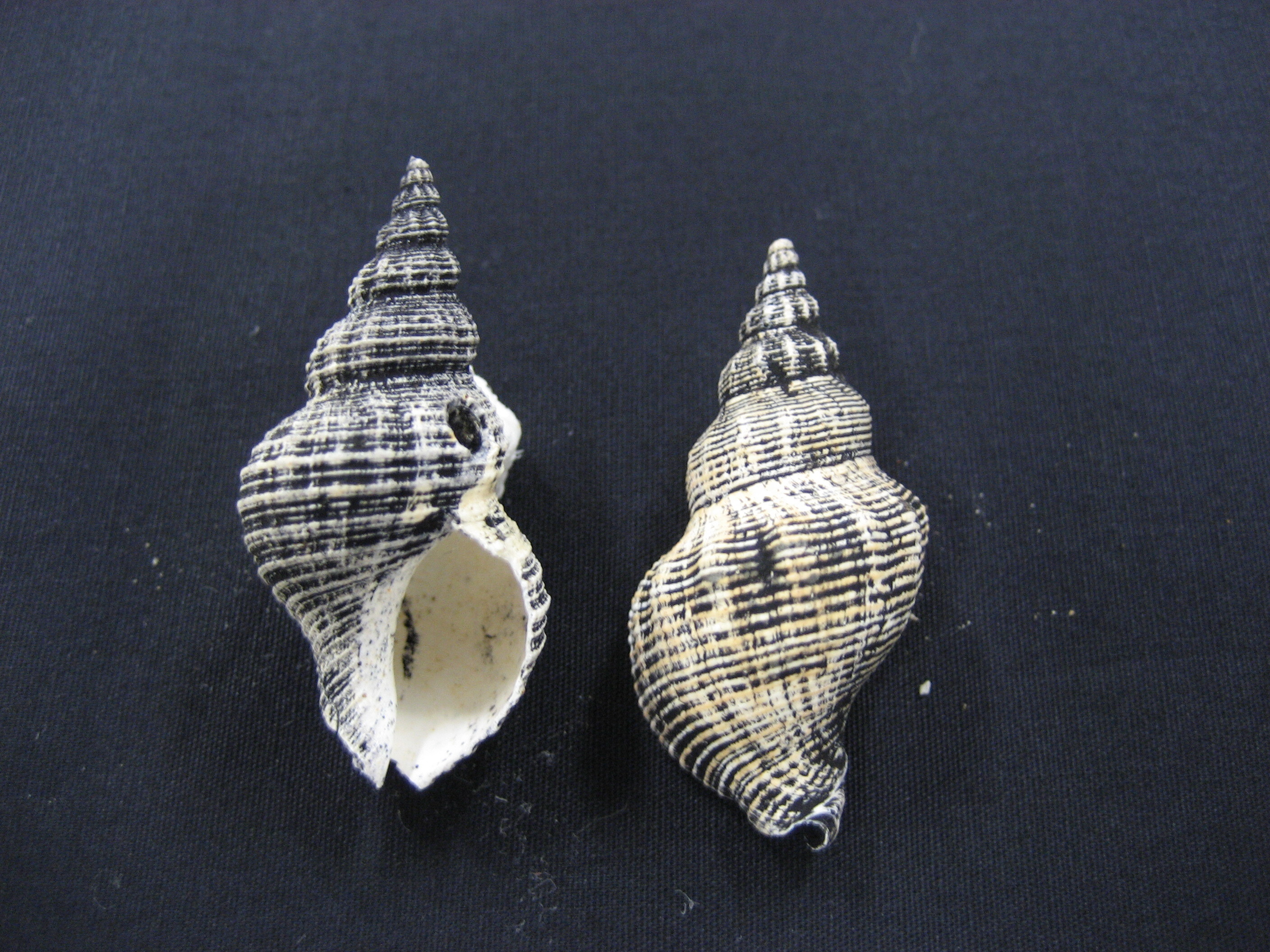 マユツクリガイの写真