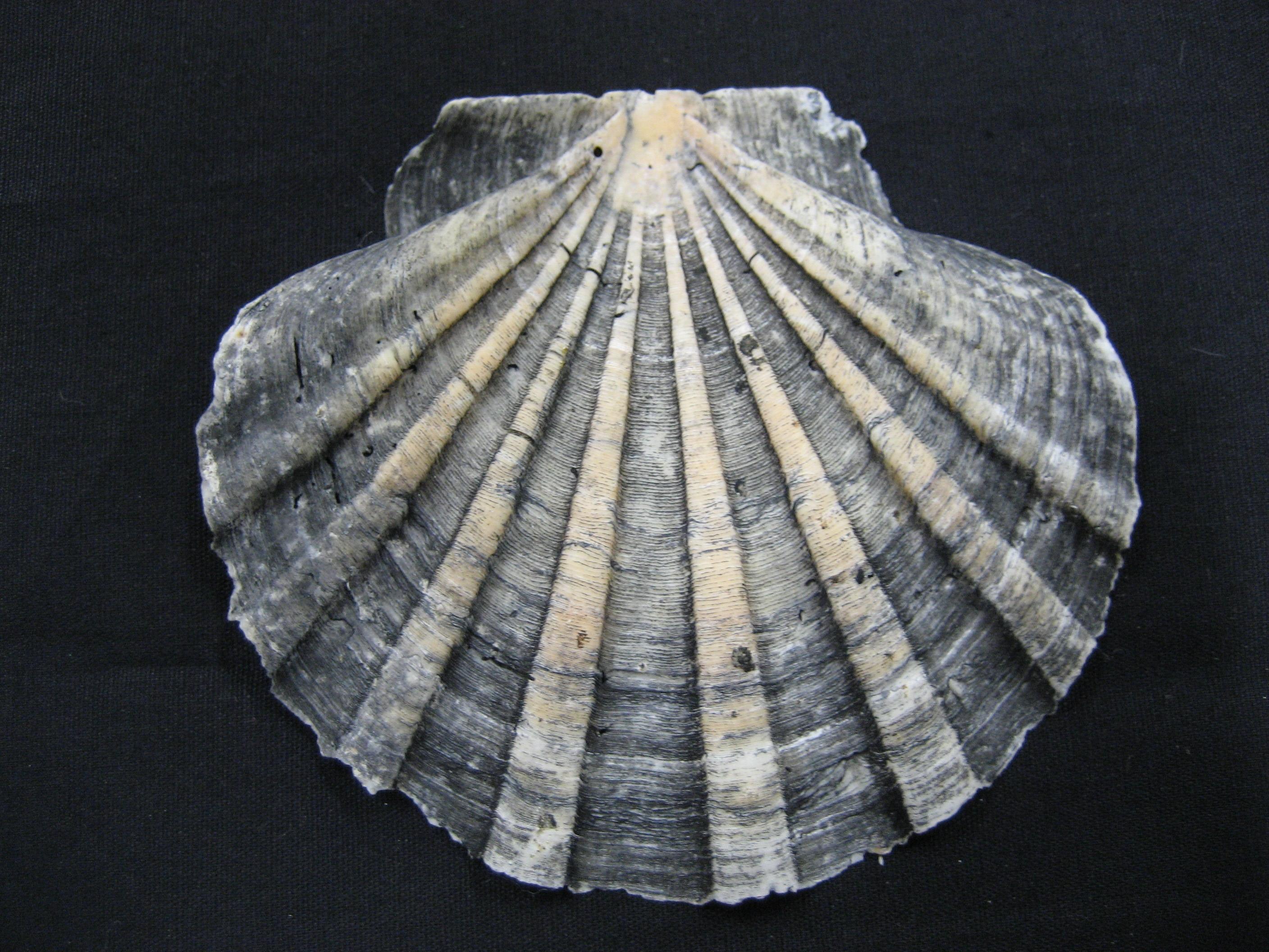 イタヤガイの写真