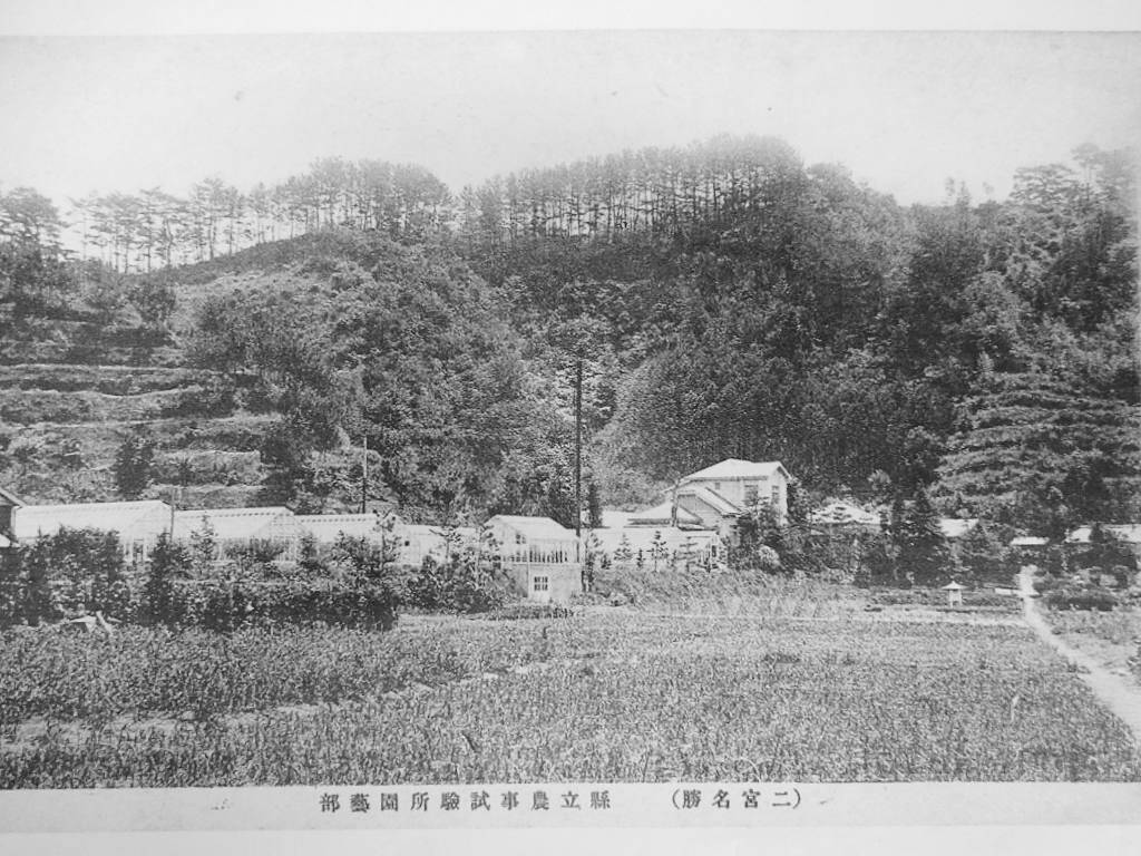 神奈川県農事試験場二宮園芸部の写真