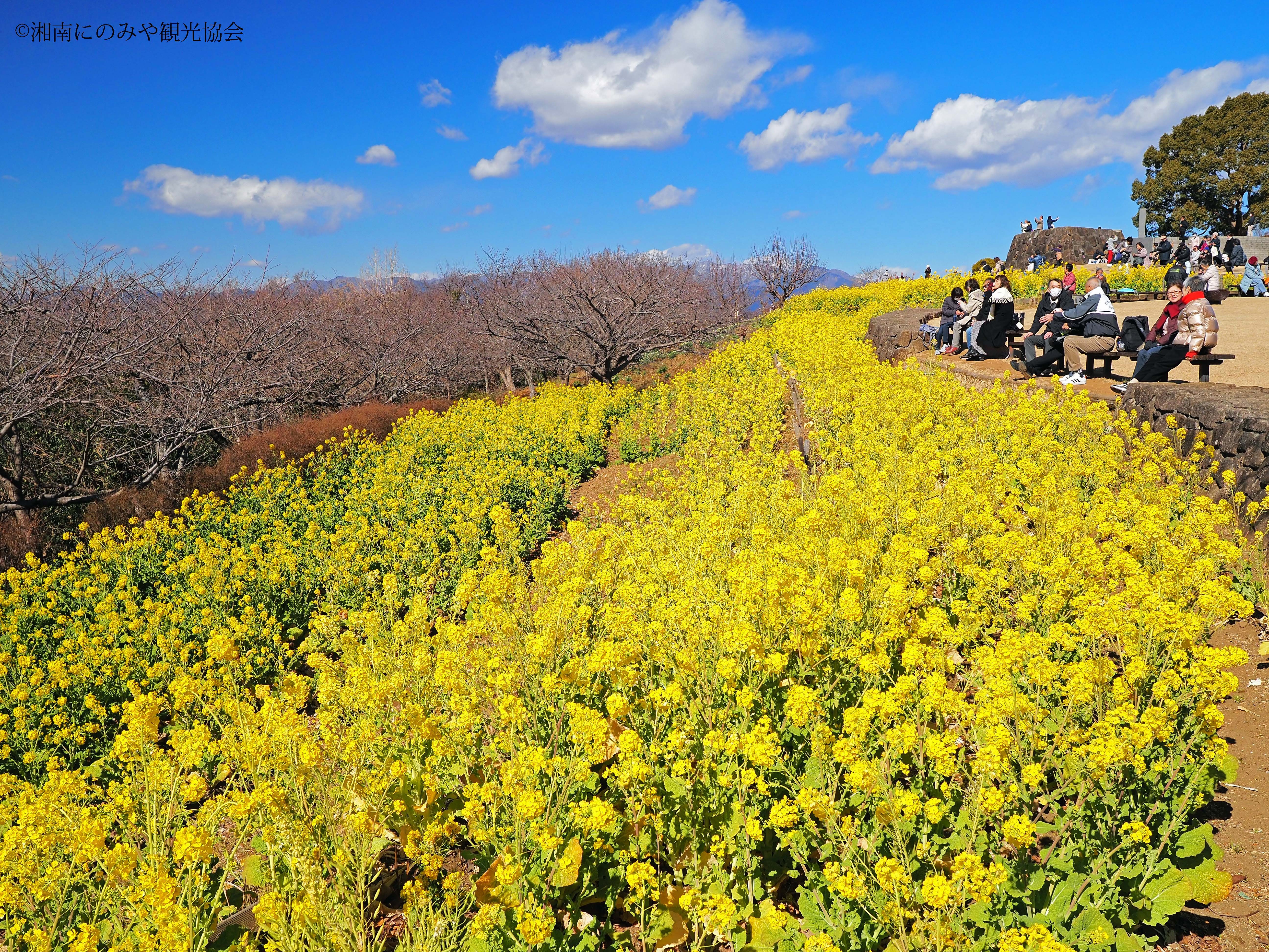 ここだけ春みたい!