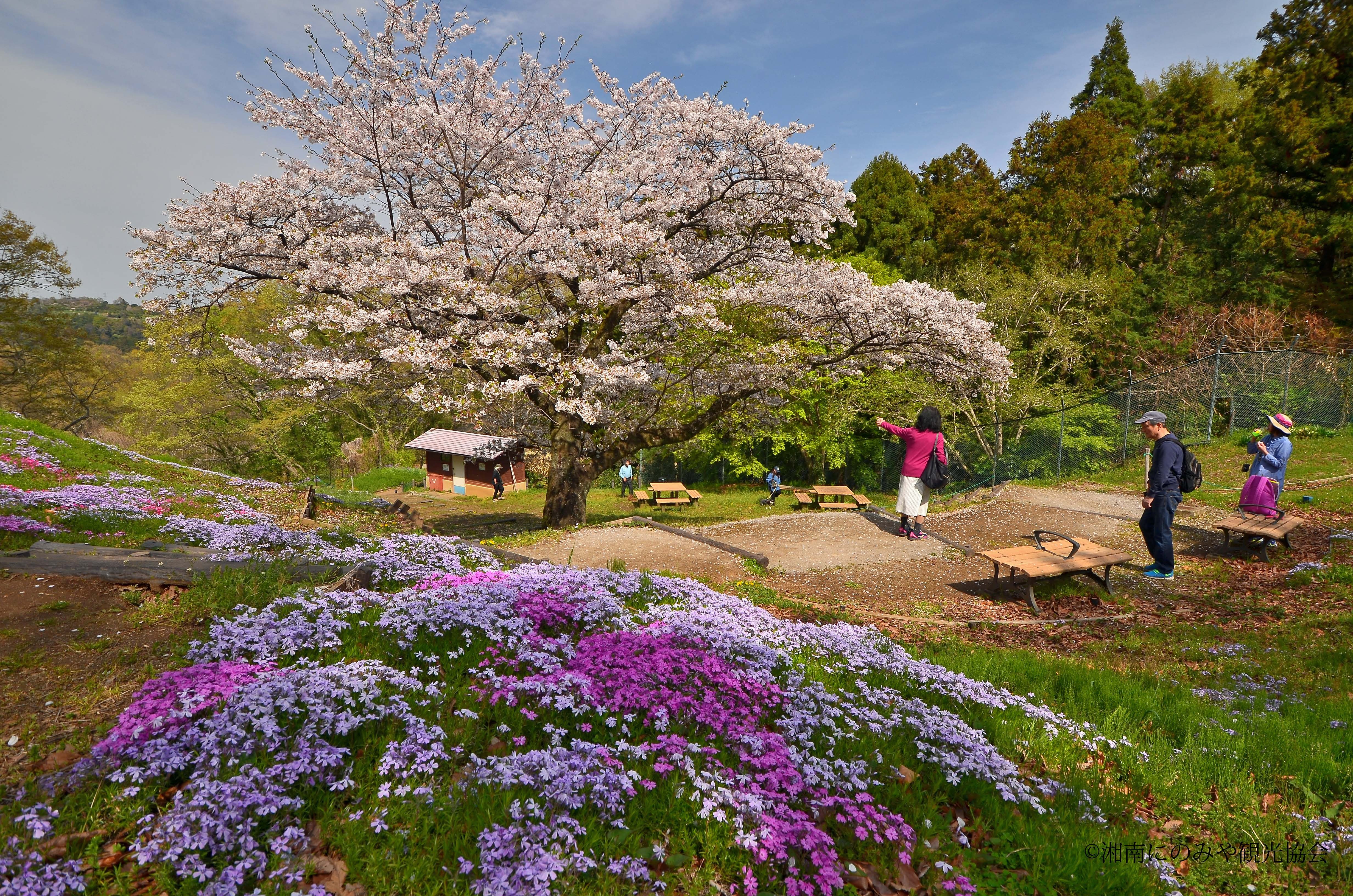 私の好きな一本桜