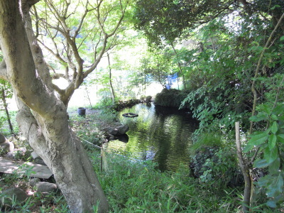 東京大学果樹園跡地の池