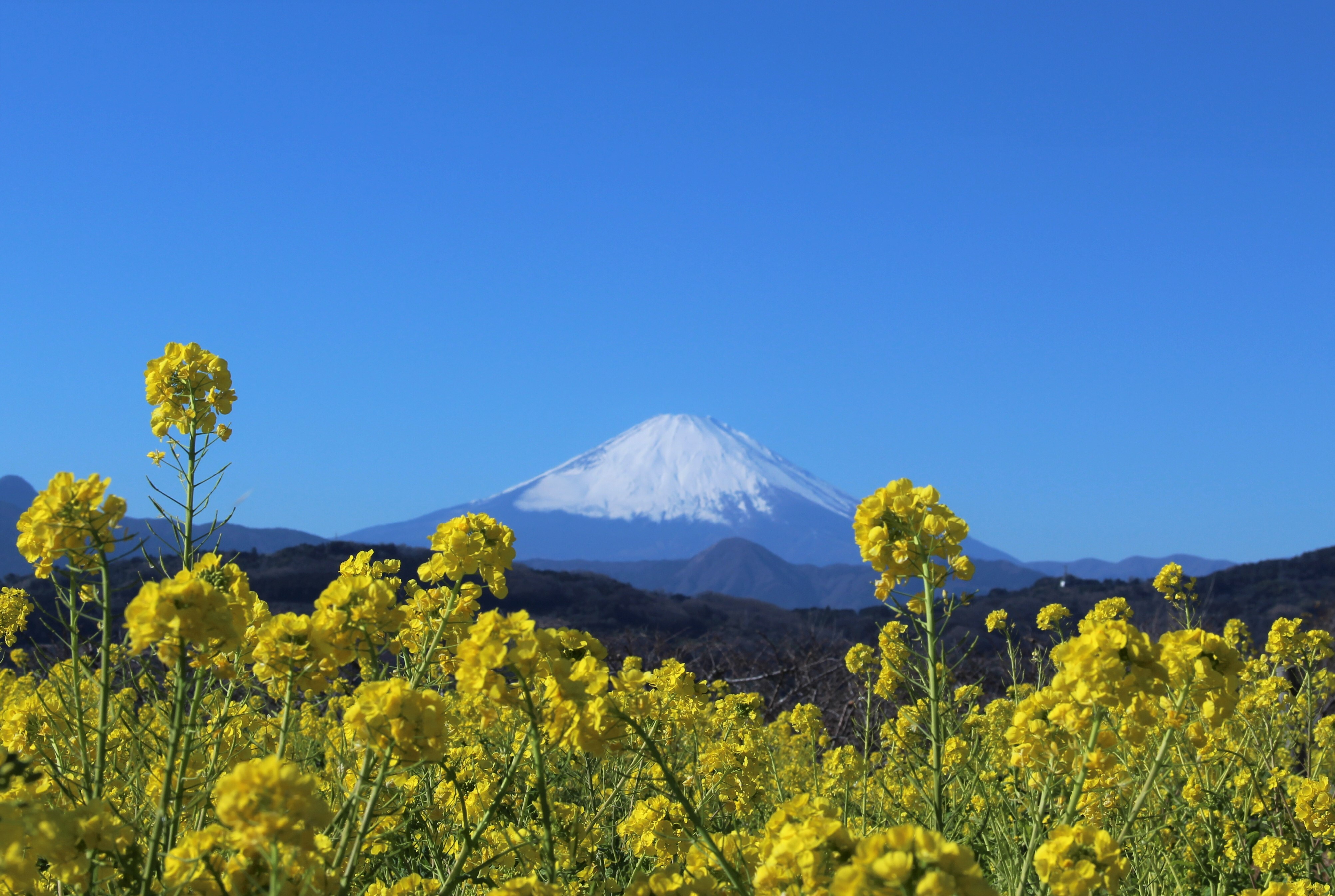 湘南にのみやの恵み1