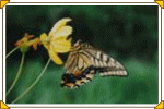 キアゲハの写真