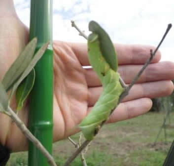 病害虫被害の様子