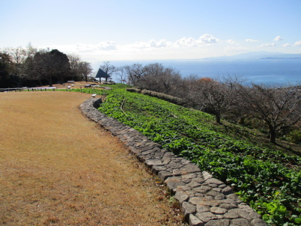 吾妻山菜の花7