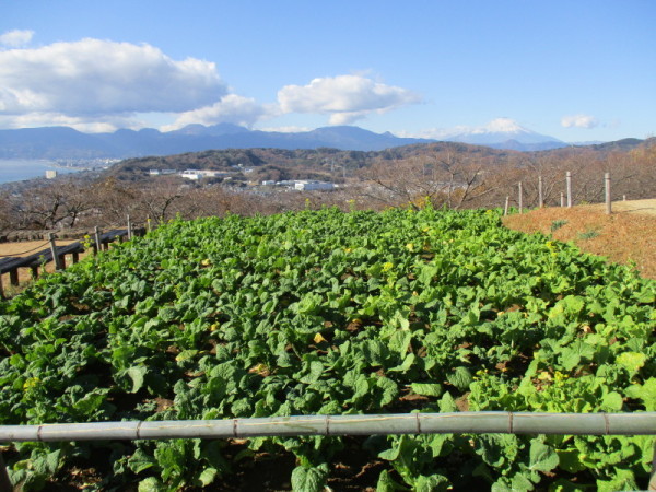 吾妻山菜の花8