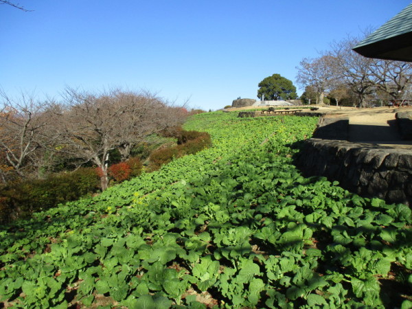 吾妻山菜の花9