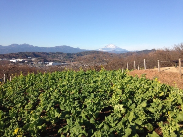 吾妻山菜の花5