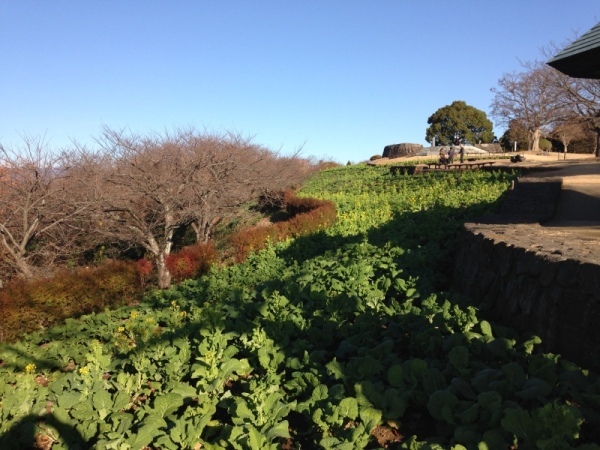 吾妻山菜の花6