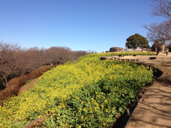 吾妻山菜の花6