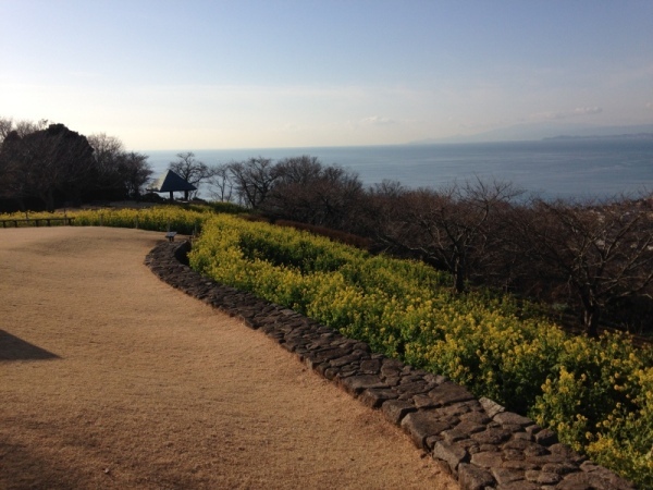 吾妻山菜の花1