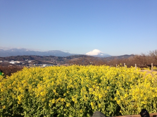 吾妻山菜の花2