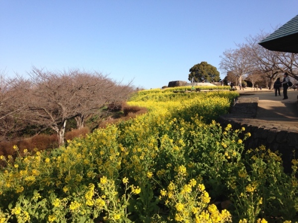 吾妻山菜の花3