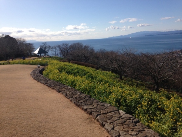 吾妻山菜の花4