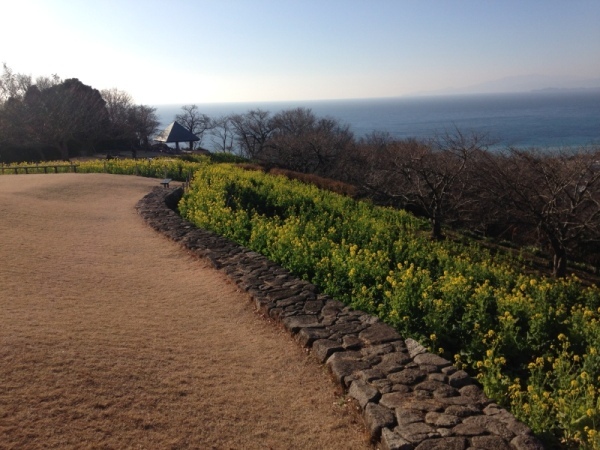 吾妻山菜の花10