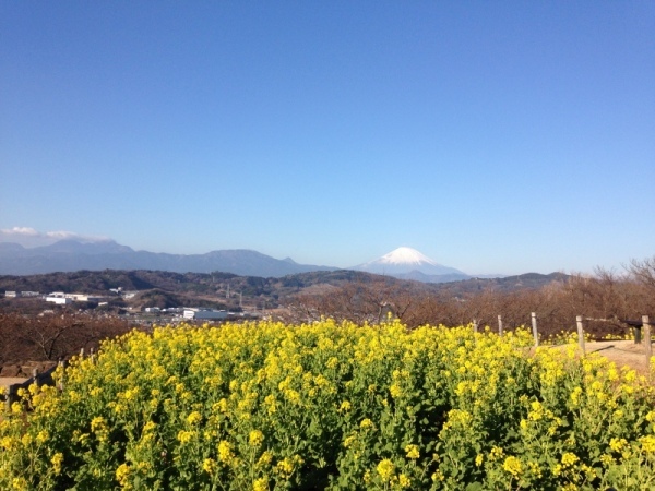 吾妻山菜の花11