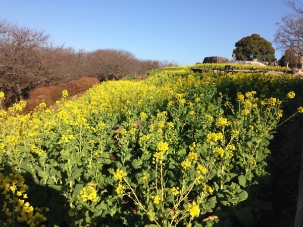 吾妻山菜の花12