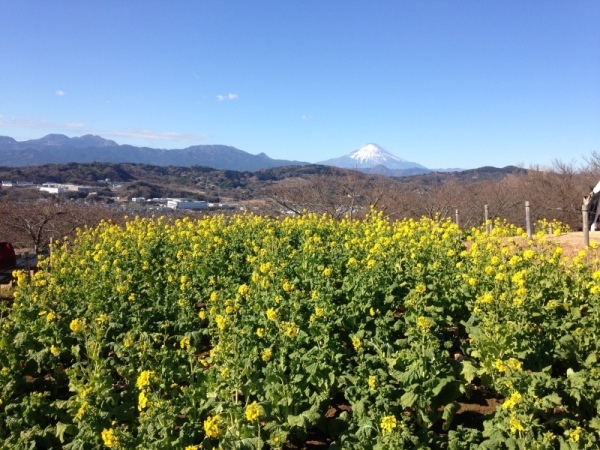 菜の花20182