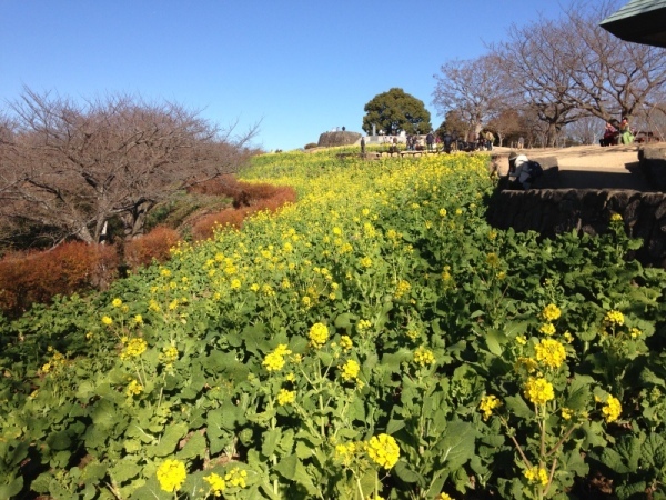 菜の花20183