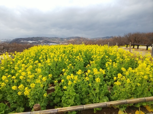 吾妻山菜の花8