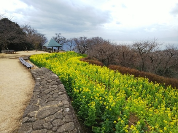 吾妻山菜の花7