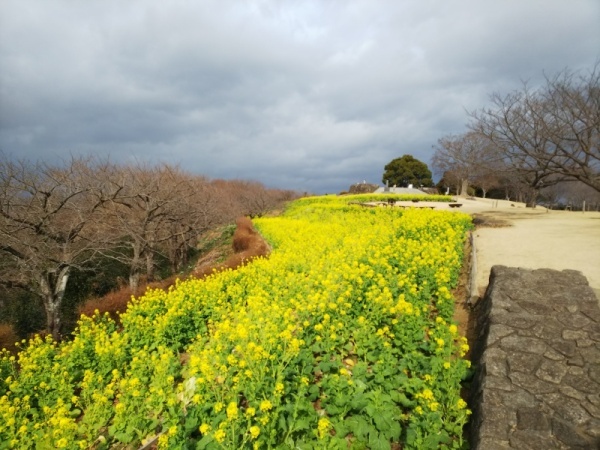 吾妻山菜の花9