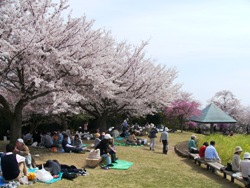桜5