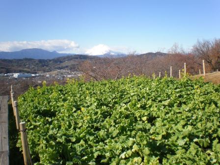 吾妻山公園　平成26年12月18日撮影の写真1