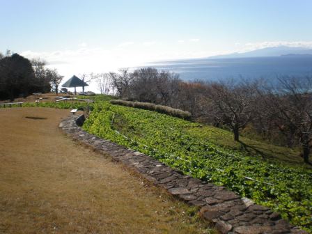 吾妻山公園　平成26年12月18日撮影の写真2