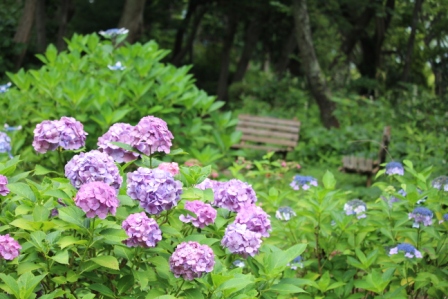 吾妻山公園　平成26年7月3日撮影のあじさいの写真1