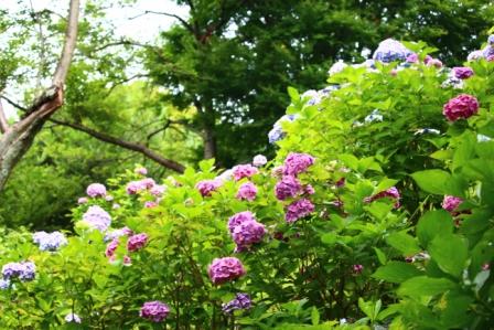吾妻山公園　平成26年7月3日撮影のあじさいの写真2