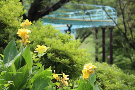 吾妻山公園　平成26年7月3日撮影の黄色い花の写真1