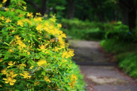 吾妻山公園　平成26年7月3日撮影の黄色い花の写真2