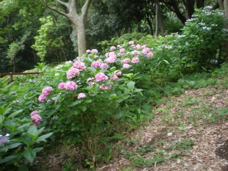 吾妻山公園　平成26年7月9日撮影のあじさいの写真1