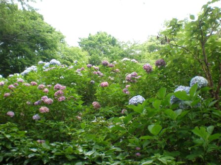 吾妻山公園　平成26年7月9日撮影のあじさいの写真2