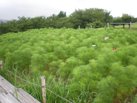 吾妻山公園　平成26年7月18日撮影のコスモスの写真1