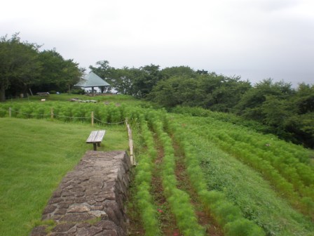 吾妻山公園　平成26年7月18日撮影のコスモスの写真2