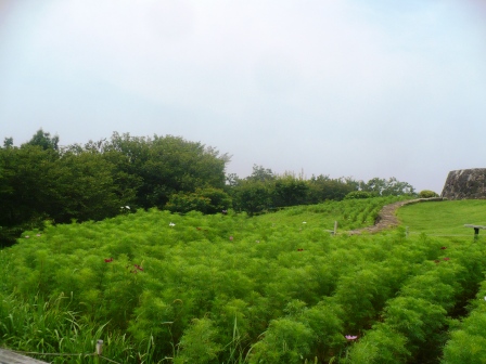 吾妻山公園　平成26年7月23日撮影のコスモスの写真1