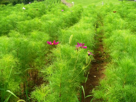 吾妻山公園　平成26年7月23日撮影のコスモスの写真2