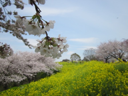 吾妻山公園　平成26年4月1日撮影の桜の写真1