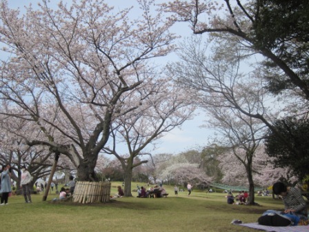 吾妻山公園　平成26年4月1日撮影の桜の写真2