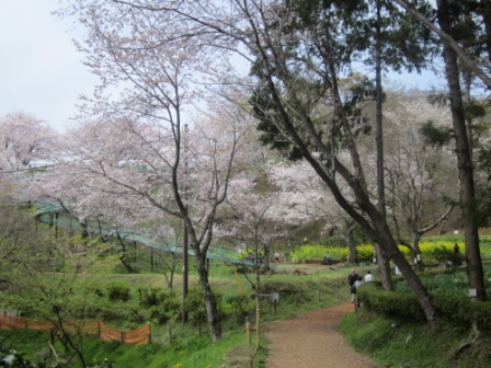 吾妻山公園　平成26年4月1日撮影の桜の写真3