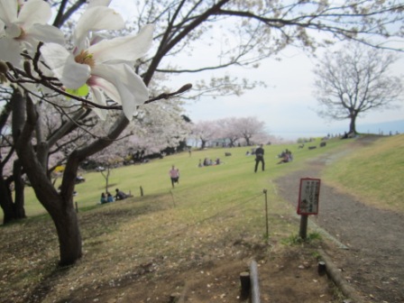 吾妻山公園　平成26年4月1日撮影の桜の写真4