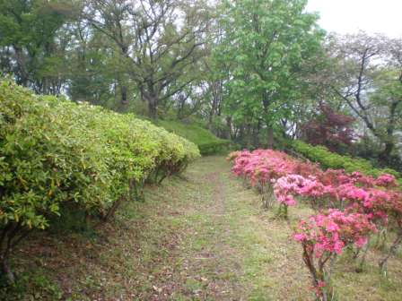 吾妻山公園　平成26年4月22日撮影のツツジの写真1