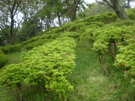 吾妻山公園　平成26年4月22日撮影のツツジの写真2