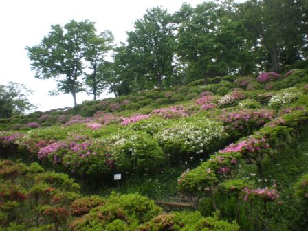 吾妻山公園　平成26年5月9日撮影のツツジの写真1