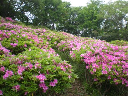 吾妻山公園　平成26年5月9日撮影のツツジの写真2